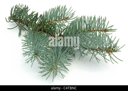 Blue Spruce (Picea pungens Glauca Globosa), twig. Studio picture against a white background. Stock Photo