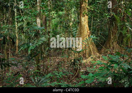 Taman Negara National Park, Pahang, Malaysia Stock Photo