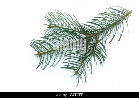 Colorado Fir, White Fir (Abies concolor), twig. Studio shot against a white background. Stock Photo