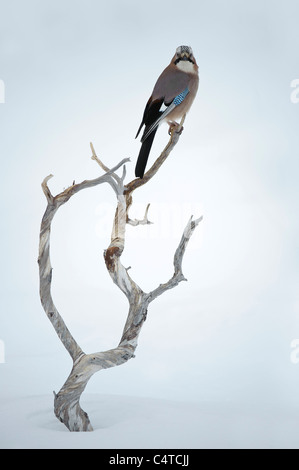 Eurasian Jay (Garrulus glandarius) perched on a gnarled dead pine branch sticking out from snow. Stock Photo