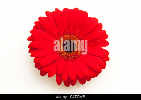 Barberton Daisy, Gerbera, Transvaal Daisy (Gerbera hybrid), red flower. Studio picture against a white background. Stock Photo