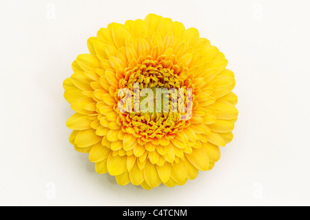 Barberton Daisy, Gerbera, Transvaal Daisy (Gerbera hybrid), yellow flower. Studio picture against a white background. Stock Photo