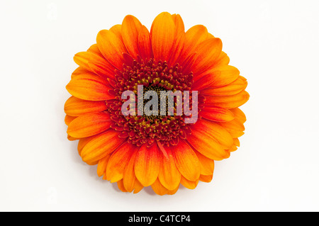 Barberton Daisy, Gerbera, Transvaal Daisy (Gerbera hybrid), orange flower. Studio picture against a white background. Stock Photo