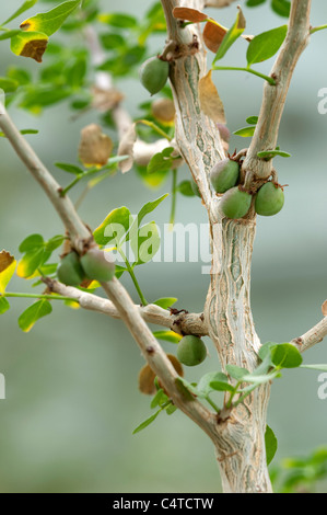 Abyssinian Myrrh (Commiphora abyssinica), twig with leaves and fruit. Stock Photo