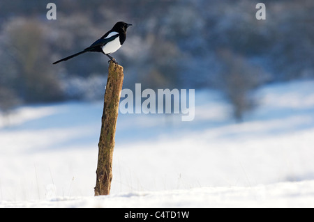 Common Magpie (Pica pica), adult, perched on post, in snow, North Downs, Kent, England, February Stock Photo