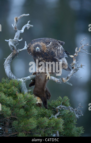 Golden Eagle (Aquila chrysaetos). Adult female feeding on Pine Marten, Norway. Stock Photo