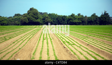 Lines of young carrot plants growing in sandy field, Shottisham, Suffolk, England Stock Photo