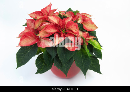 Poinsettia (Euphorbia pulcherrima Premium Ice Crystal). Potted plant. Studio picture against a white background. Stock Photo