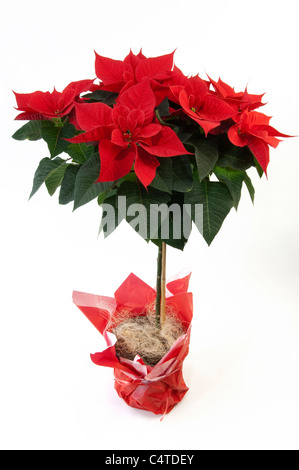 Poinsettia (Euphorbia pulcherrima). Potted plant. Studio picture against a white background. Stock Photo