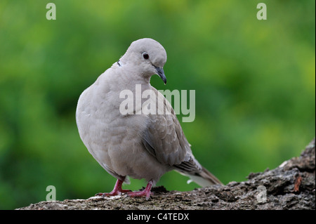 Eurasian collared dove (Streptopelia decaocto) on tree trunk in park, Belgium Stock Photo