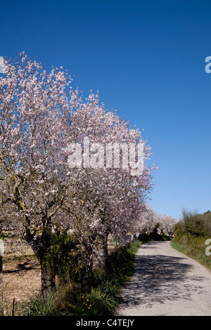 Almond Trees in Bloom, Mallorca, Spain Stock Photo