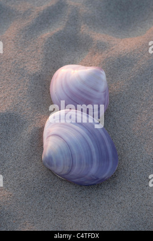 Seashell on Sand, Scharbeutz, Ostholstein, Schleswig-Holstein, Germany Stock Photo
