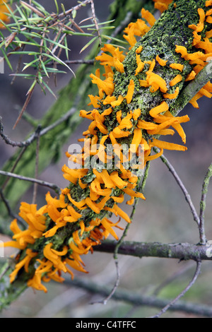 Gymnosporangium sabinae (European pear rust) on Juniperus sabina twigs Stock Photo