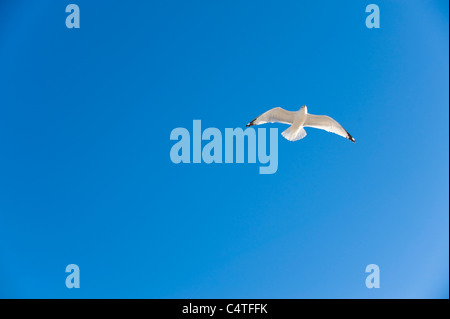 Seagull Flying in Blue Sky, Spring Hill, Florida, USA Stock Photo