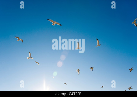 Seagulls Flying in Blue Sky, Spring Hill, Florida, USA Stock Photo