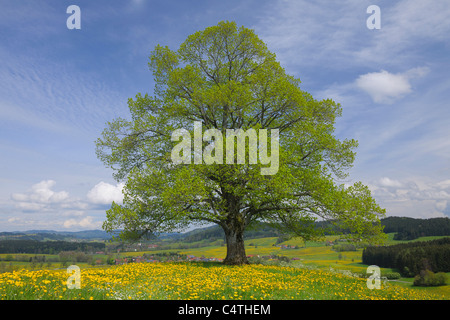 Lime Tree in Spring, Heimhofen, Allgau, Bavaria, Germany Stock Photo