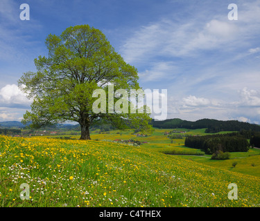 Lime Tree in Spring, Heimhofen, Allgau, Bavaria, Germany Stock Photo