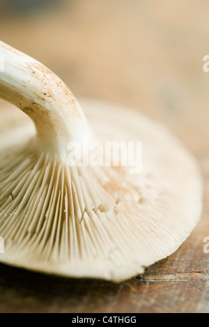 Chanterelle Stock Photo