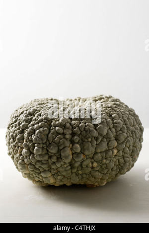 Marina di Chioggia squash Stock Photo