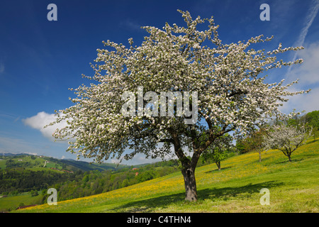 Apple Tree in Bloom, Mostviertel, Lower Austria, Austria Stock Photo