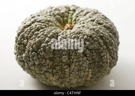 Marina di Chioggia squash Stock Photo