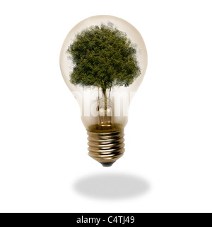 Tree inside of clear light bulb Stock Photo