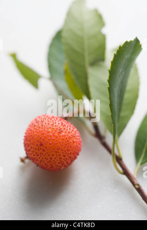 Lychee on branch Stock Photo