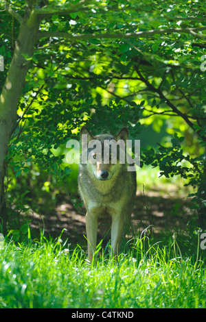 Wolf in Forest, Germany