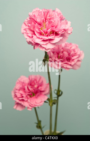 Carnations Stock Photo