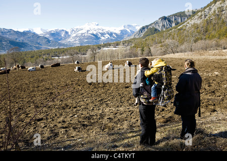 Family hiking together, looking at cows in mountain pasture Stock Photo