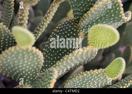 Cactus, close-up Stock Photo