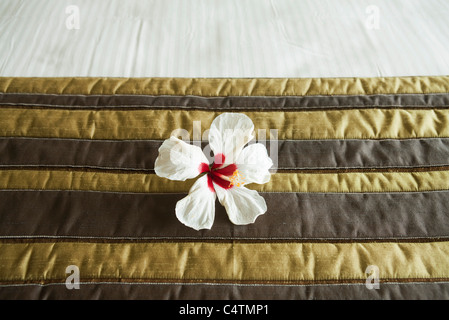 White hibiscus flower head on neatly made bed