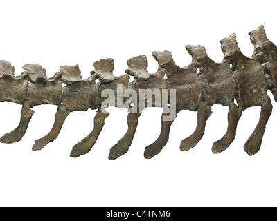 Brachiosaurus dinosaur caudal tail vertebrae isolated with clipping path on white background. Stock Photo
