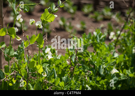 Pisum sativum ‘Meteor’ in flower Stock Photo