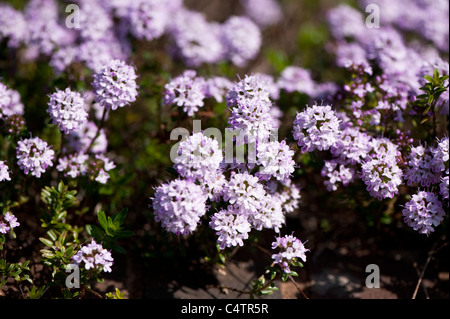 Thymus ‘Jekka’, Jekka’s Thyme Stock Photo