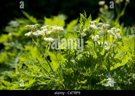 Sweet Cicely, Myrrhis odorata, in flower Stock Photo