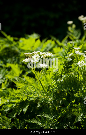Sweet Cicely, Myrrhis odorata, in flower Stock Photo