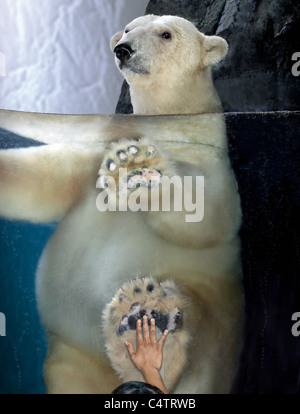 POLAR BEAR IN WATER BEHIND GLASS AND CHILD'S HAND Stock Photo
