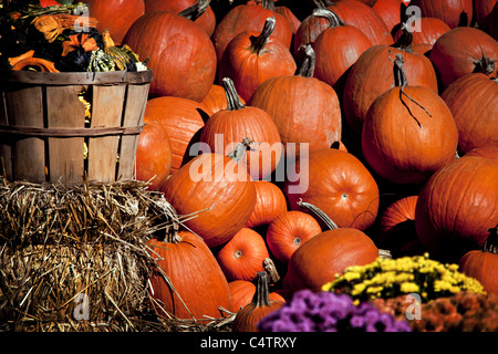 MEDIUM SIZE PUMPKINS IN HAY AND WOOD BASKETS AND FLOWERS Stock Photo
