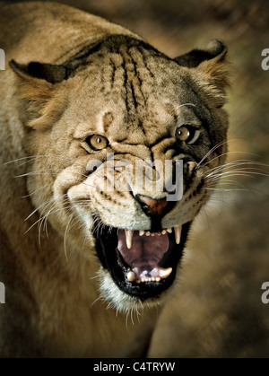 LIONESS CLOSEUP WITH MENACING SNARL LOOKING AT CAMERA Stock Photo