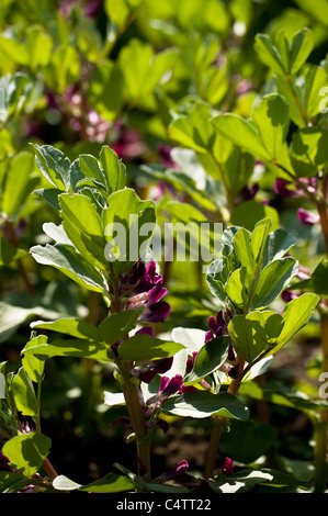 Crimson beans vegetables background Stock Photo - Alamy