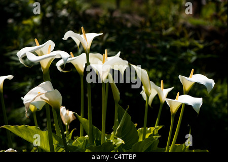 White Arum or Calla Lilies in flower Stock Photo