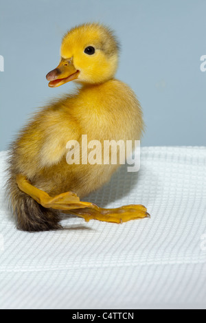 Duckling (Anas platyrhynchos). Domesticated colour variant form of wild Mallard. Stock Photo