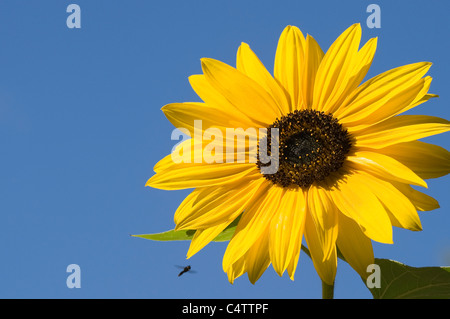 Close-up detail of beautiful colourful yellow sunlit sunflower (flower head) (Helianthus Annus) bright blue sky & insect in flight - England, GB, UK. Stock Photo
