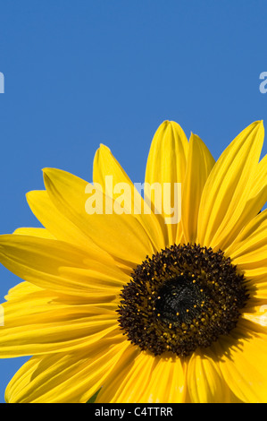 Close-up detail of beautiful colourful yellow sunflower bloom (flower head) (Helianthus Annus) sunlit against bright blue sky - Yorkshire, England, UK Stock Photo