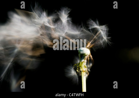 Wind blowing seeds off of dandelion seedhead (Taraxacum officinale) Stock Photo