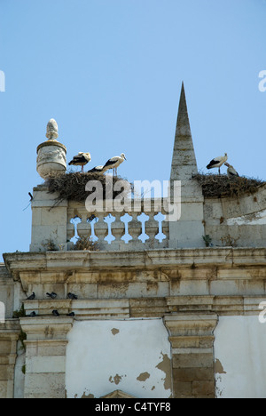 White storks nesting on a historic building in the town of Faro, Portugal Stock Photo