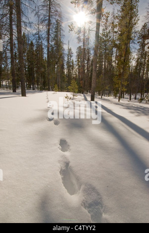 Wolf Tracks in snow near Redfish Lake; Sawtooth National Recreation Area, ID Stock Photo