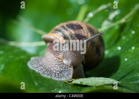 Common Garden Snail-Helix Aspersa-close-up,SURREY,UK Stock Photo