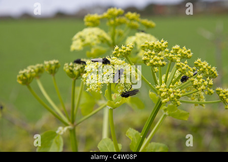 Alexanders (commonly known as Horse Parsley, Smyrnium olusatrum or perfoliatum) covered with flies Stock Photo